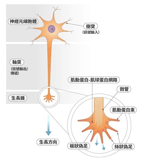 神經細胞形狀|神經元